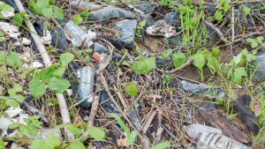 Plastic bottles littered on a woodland floor