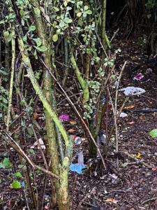 Litter amongst trees