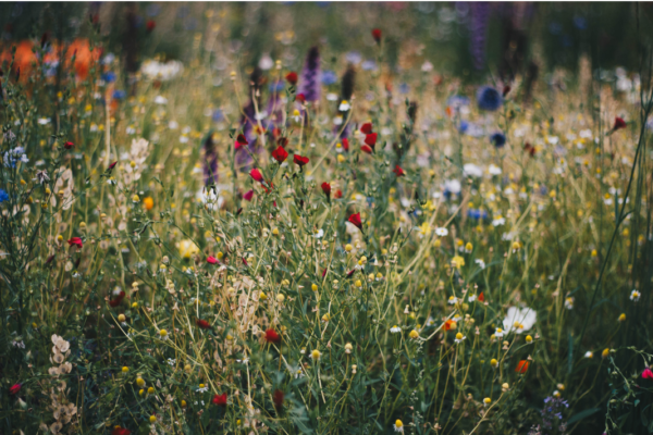 wildflowers